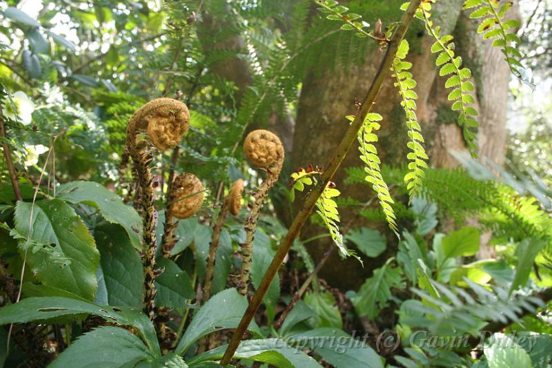 Fern croziers, Tindale Gardens IMG_6752.JPG